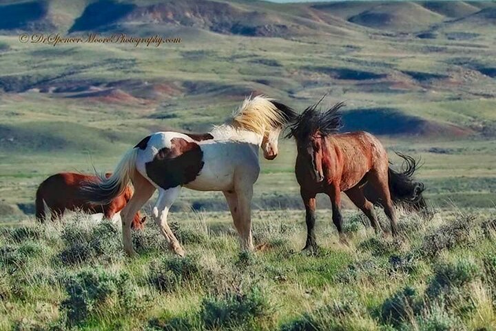 Kicking Red Canyon Wild Mustang Bus Tour Deals 5 PM In Cody