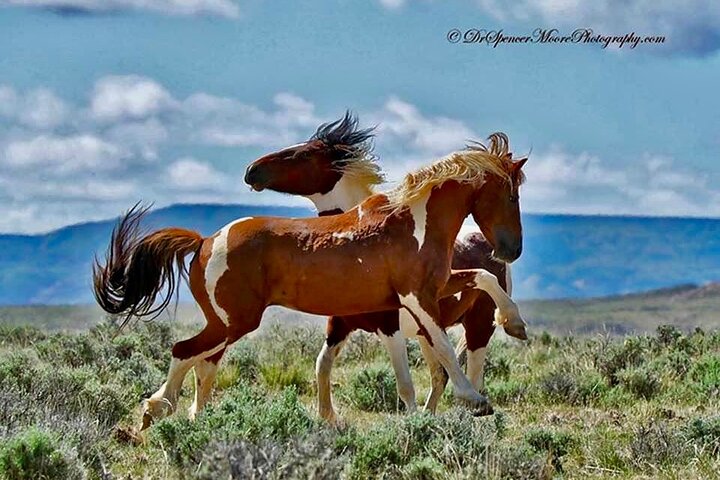 Kicking Red Canyon Wild Mustang Bus Tour Deals 5 PM In Cody