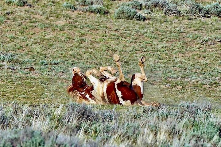 Kicking Red Canyon Wild Mustang Bus Tour Deals 5 PM In Cody