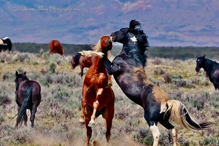 Kicking Red Canyon Wild Mustang Bus Tour Deals 5 PM In Cody