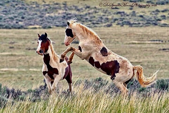Kicking Red Canyon Wild Mustang Bus Tour Deals 5 PM In Cody