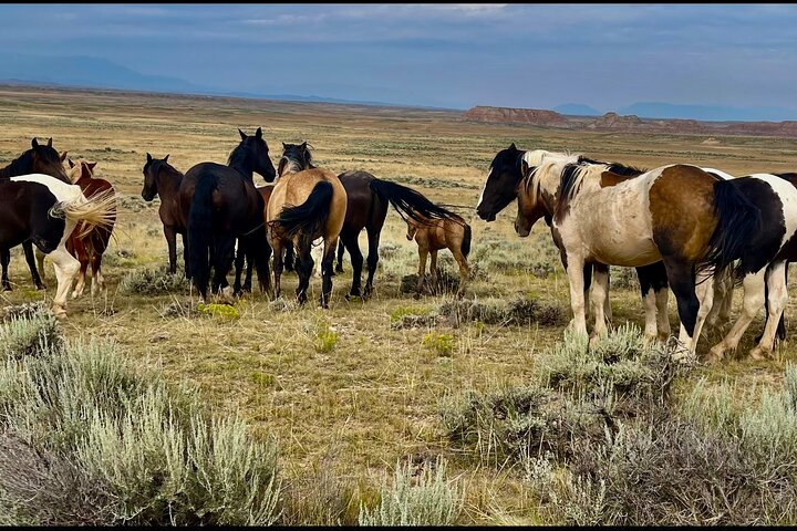 Kicking Red Canyon Wild Mustang Bus Tour Deals 5 PM In Cody
