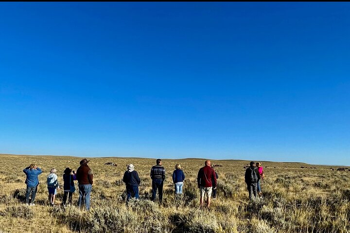 Kicking Red Canyon Wild Mustang Bus Tour Deals 5 PM In Cody