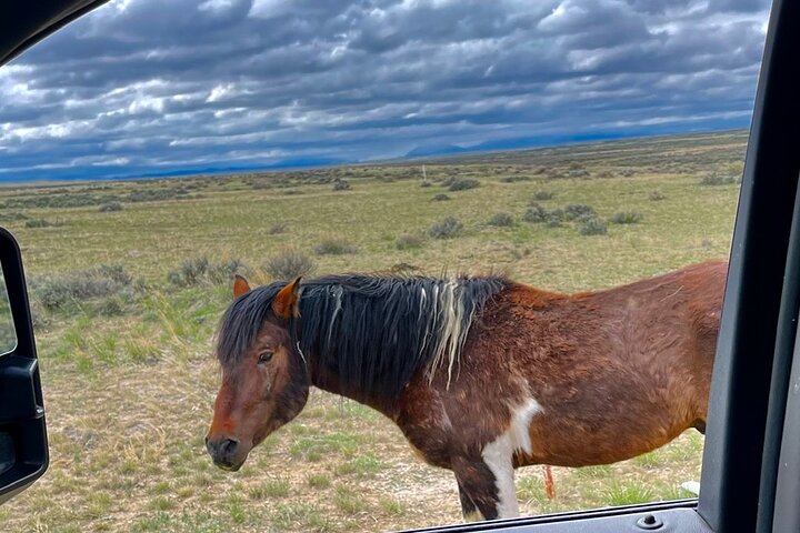 Kicking Red Canyon Wild Mustang Bus Tour Deals 5 PM In Cody