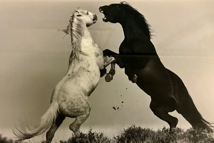 Kicking Red Canyon Wild Mustang Bus Tour Deals 5 PM In Cody