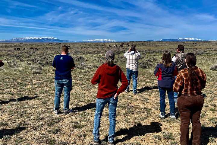 Kicking Red Canyon Wild Mustang Bus Tour Deals 5 PM In Cody