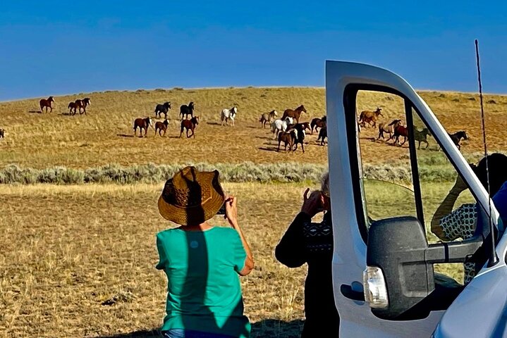 Kicking Red Canyon Wild Mustang Bus Tour Deals 5 PM In Cody