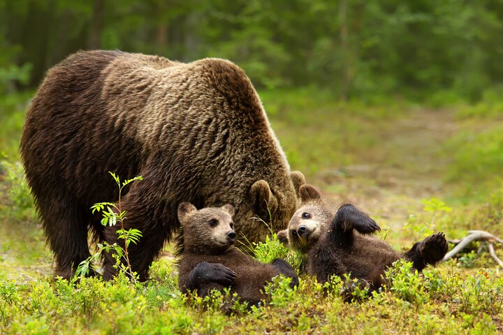 Whittier to Anchorage Cruise Transfer & Wildlife Tour