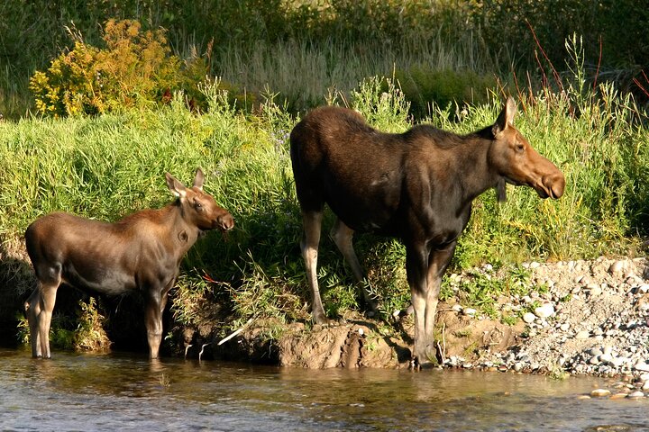 Whittier to Anchorage Cruise Transfer & Wildlife Tour