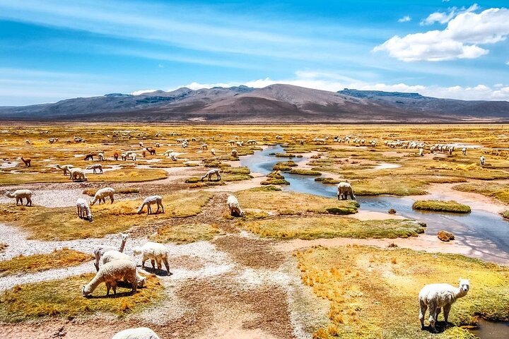 Explore the Colca Canyon From Arequipa 2 Days and 1 Night