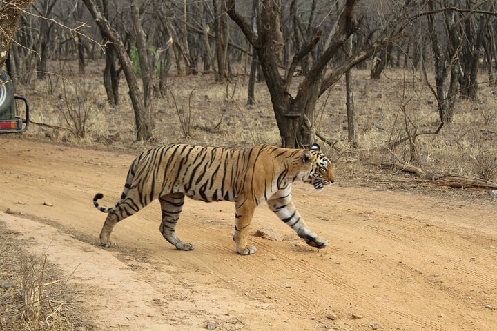 4 Day Golden Triangle with Ranthambore Tiger Safari Tour from Delhi