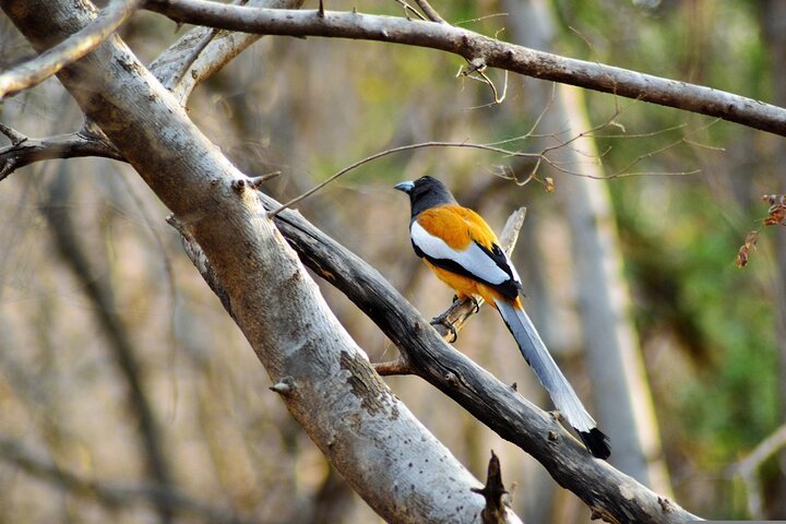 4 Day Golden Triangle with Ranthambore Tiger Safari Tour from Delhi