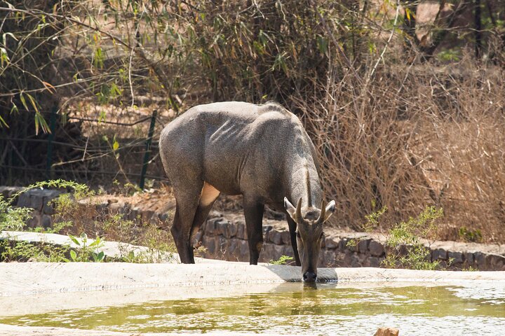 4 Day Golden Triangle with Ranthambore Tiger Safari Tour from Delhi