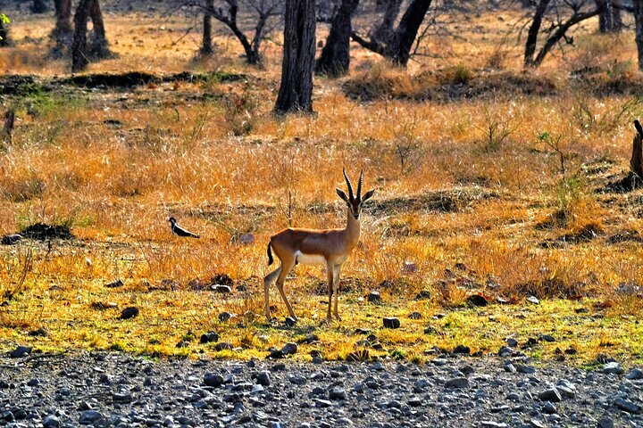 4 Day Golden Triangle with Ranthambore Tiger Safari Tour from Delhi