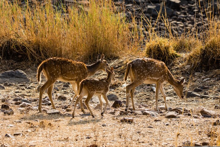 4 Day Golden Triangle with Ranthambore Tiger Safari Tour from Delhi