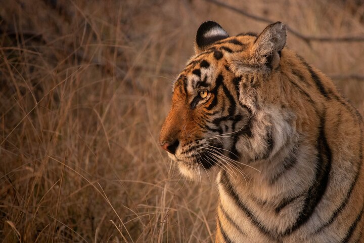 4 Day Golden Triangle with Ranthambore Tiger Safari Tour from Delhi
