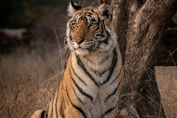4 Day Golden Triangle with Ranthambore Tiger Safari Tour from Delhi
