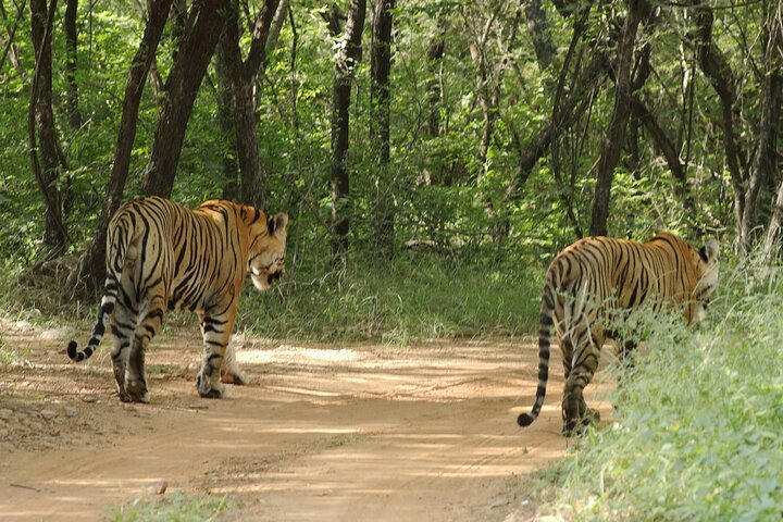 4 Day Golden Triangle with Ranthambore Tiger Safari Tour from Delhi