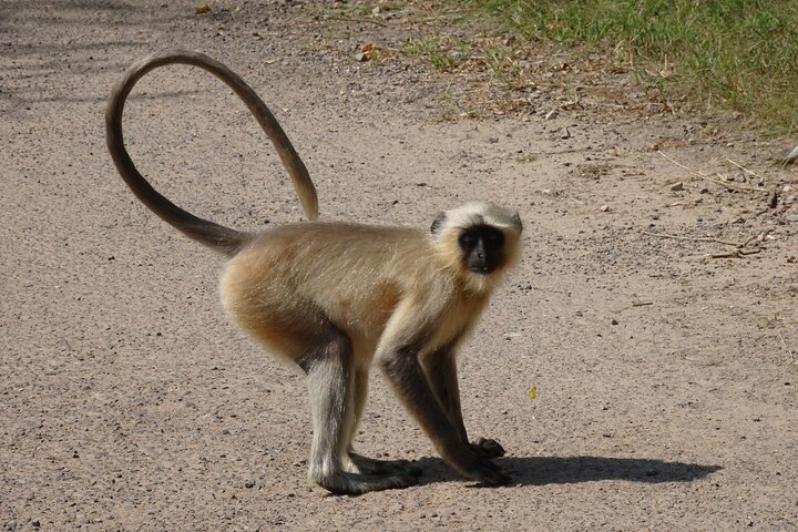 4 Day Golden Triangle with Ranthambore Tiger Safari Tour from Delhi