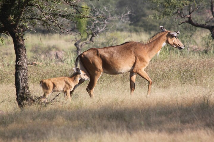 4 Day Golden Triangle with Ranthambore Tiger Safari Tour from Delhi