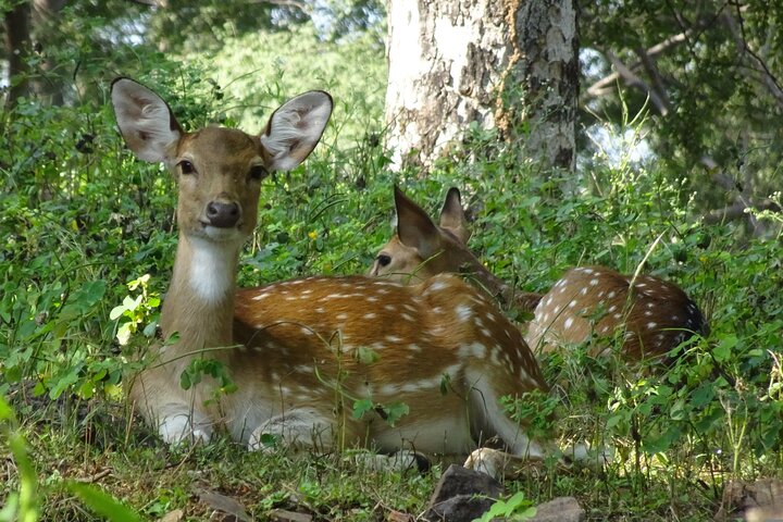 4 Day Golden Triangle with Ranthambore Tiger Safari Tour from Delhi