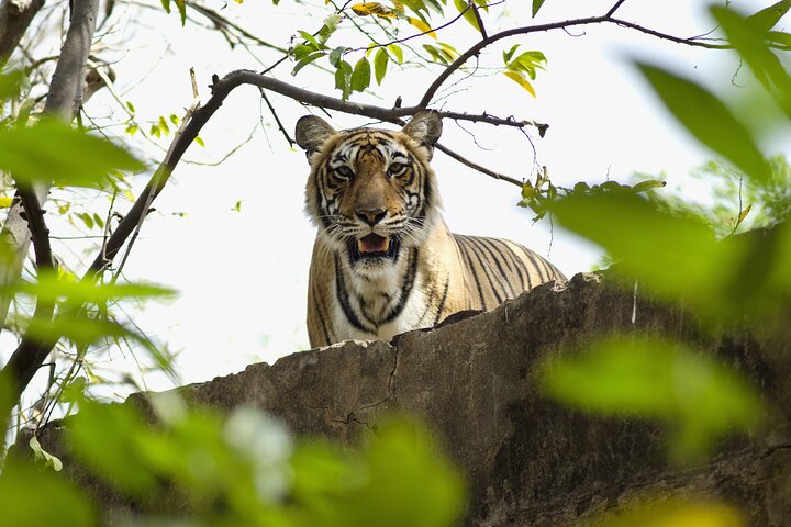 4 Day Golden Triangle with Ranthambore Tiger Safari Tour from Delhi