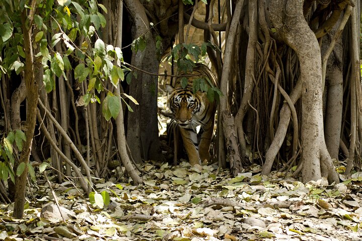 4 Day Golden Triangle with Ranthambore Tiger Safari Tour from Delhi
