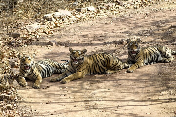 4 Day Golden Triangle with Ranthambore Tiger Safari Tour from Delhi