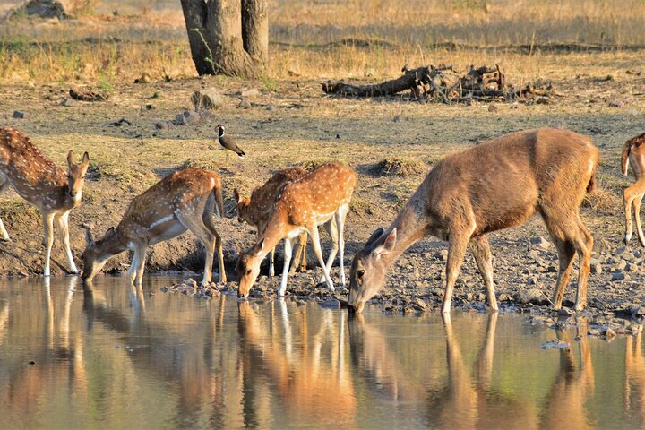 4 Day Golden Triangle with Ranthambore Tiger Safari Tour from Delhi