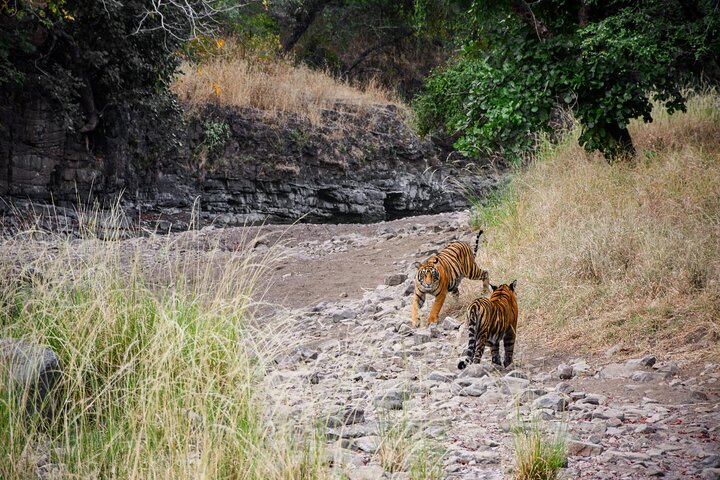 4 Day Golden Triangle with Ranthambore Tiger Safari Tour from Delhi