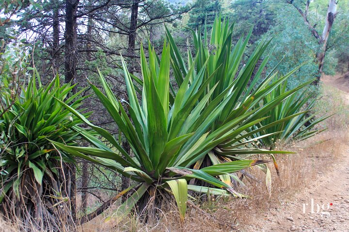 Hiking to Vale de Gongon – Sierra Malagueta Trail