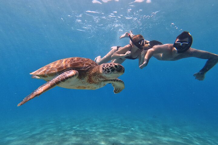 Unforgettable Sea Turtle Swim & Grote Knip Beach Escape