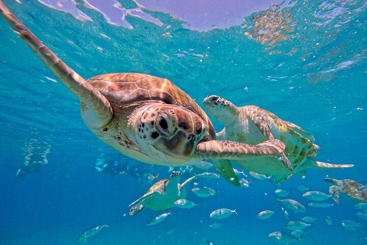 Unforgettable Sea Turtle Swim & Grote Knip Beach Escape