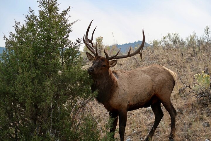 Half Day Yellowstone “Hot Spots” Deals From West Yellowstone