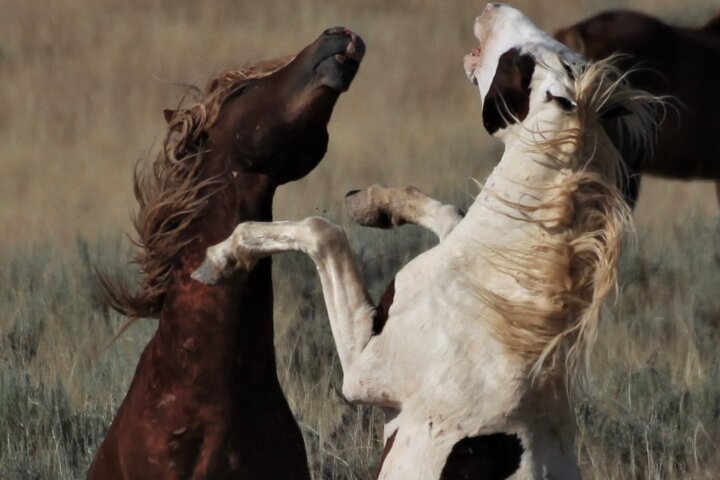 Red Canyon Wild Mustang Tours And Safaris In Cody Wyoming