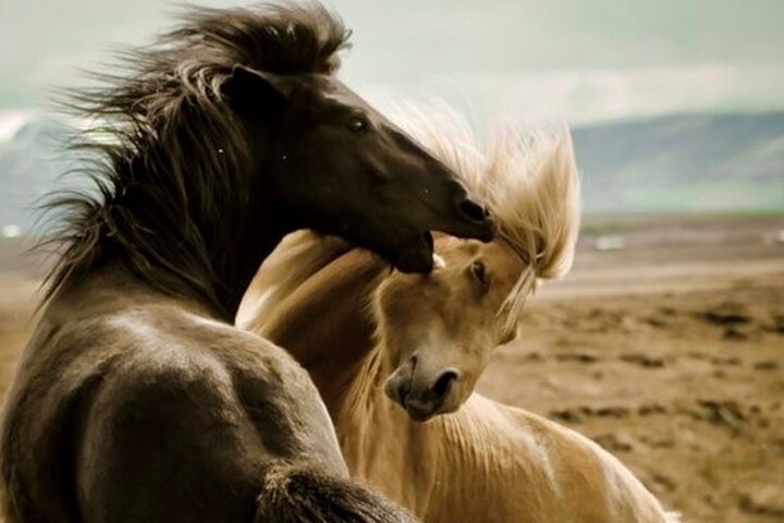 Red Canyon Wild Mustang Tours And Safaris In Cody Wyoming