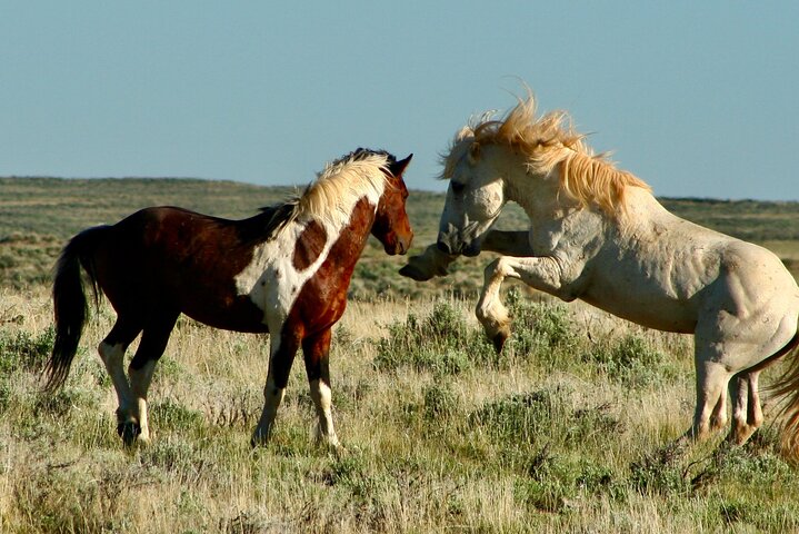 Red Canyon Wild Mustang Tours And Safaris In Cody Wyoming