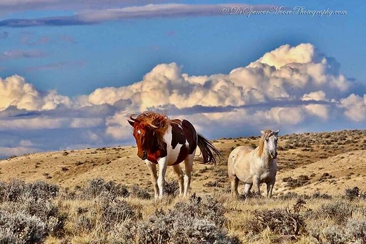 Red Canyon Wild Mustang Tours And Safaris In Cody Wyoming