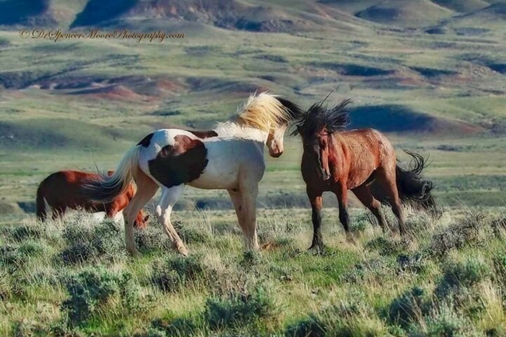 Red Canyon Wild Mustang Tours And Safaris In Cody Wyoming