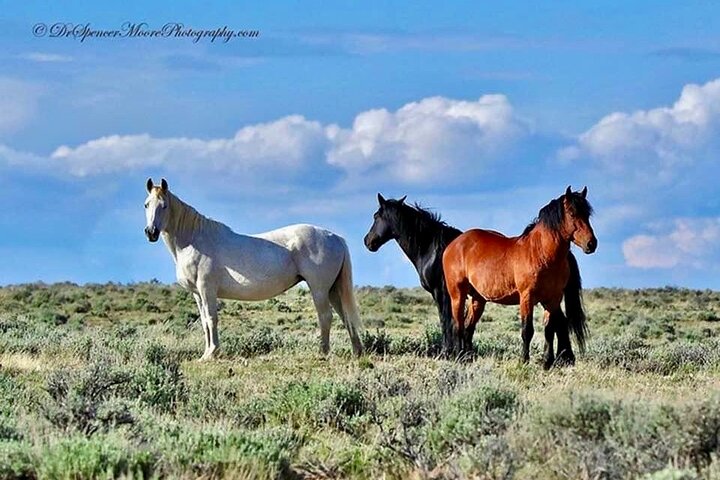 Red Canyon Wild Mustang Tours And Safaris In Cody Wyoming