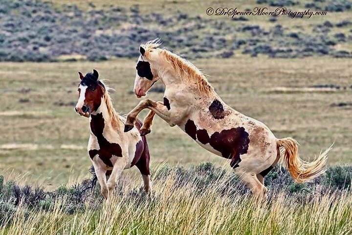 Red Canyon Wild Mustang Tours And Safaris In Cody Wyoming