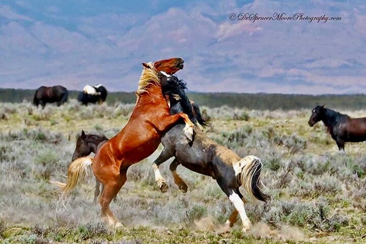 Kicking Red Canyon Wild Mustang Bus Tour Deals 5 PM In Cody