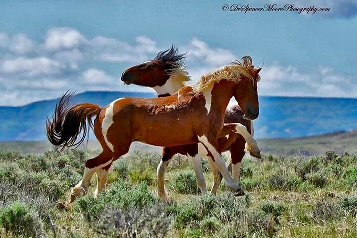 Red Canyon Wild Mustang Tours And Safaris In Cody Wyoming