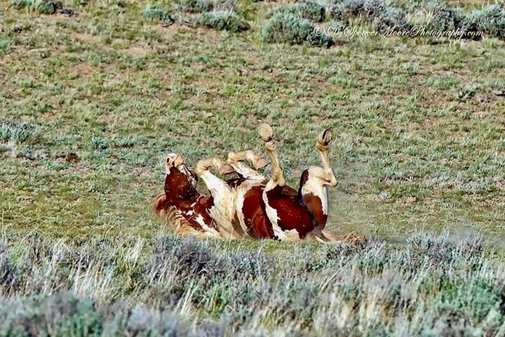 Red Canyon Wild Mustang Tours And Safaris In Cody Wyoming