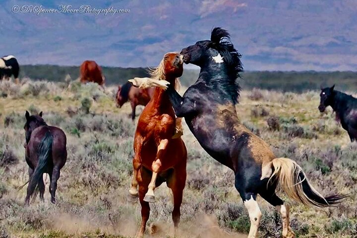 Red Canyon Wild Mustang Tours And Safaris In Cody Wyoming