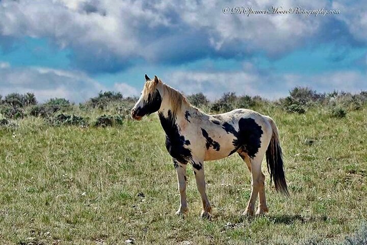 Red Canyon Wild Mustang Tours And Safaris In Cody Wyoming
