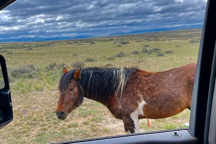 Kicking Red Canyon Wild Mustang Bus Tour Deals 5 PM In Cody