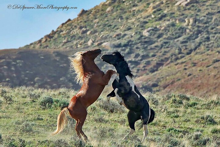 Kicking Red Canyon Wild Mustang Bus Tour Deals 5 PM In Cody