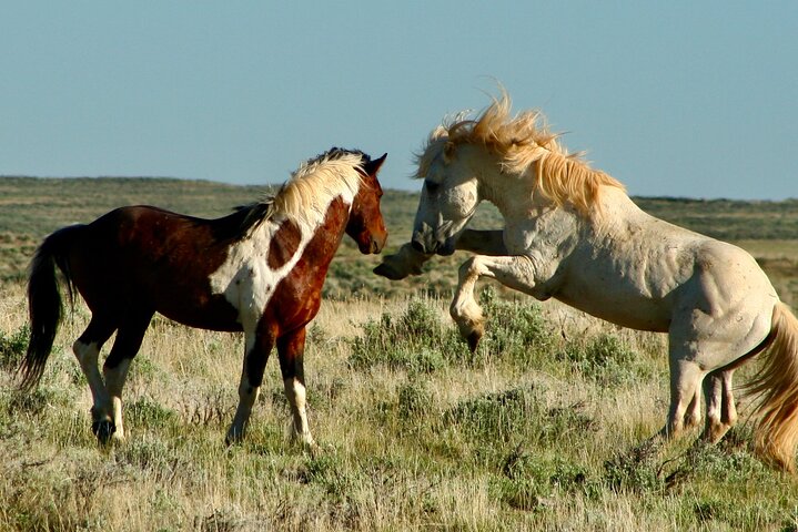 Kicking Red Canyon Wild Mustang Bus Tour Deals 5 PM In Cody