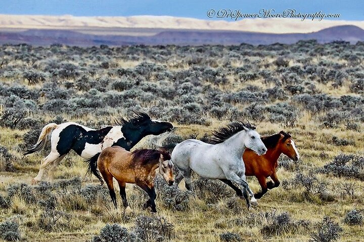 Kicking Red Canyon Wild Mustang Bus Tour Deals 5 PM In Cody